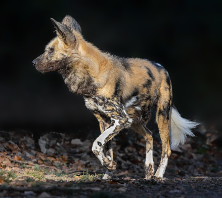 Close up view of an African wild dog (Lycaon pictus)