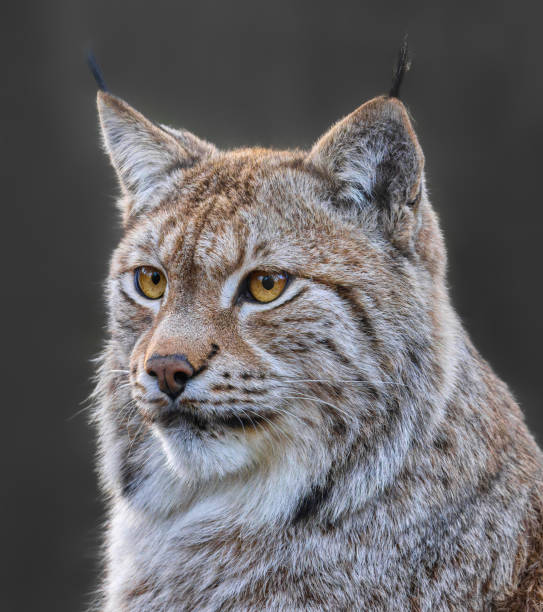 istock Close up view of an Eurasian lynx 2009763358