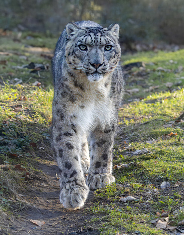 Frontal Close-up view of a walking Snow leopard (Unica unica)