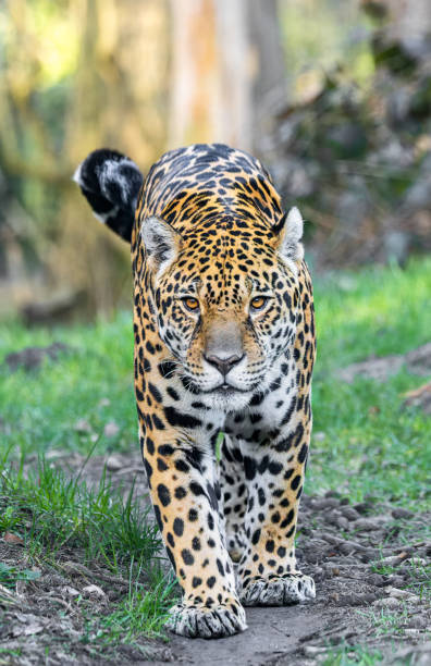 istock Frontal Close-up view of a walking Jaguar 2009763372