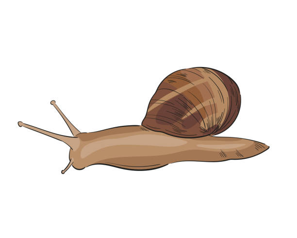 skizze strichzeichnung illustration der gartenschnecke. - snail white background isolated on white garden snail stock-grafiken, -clipart, -cartoons und -symbole