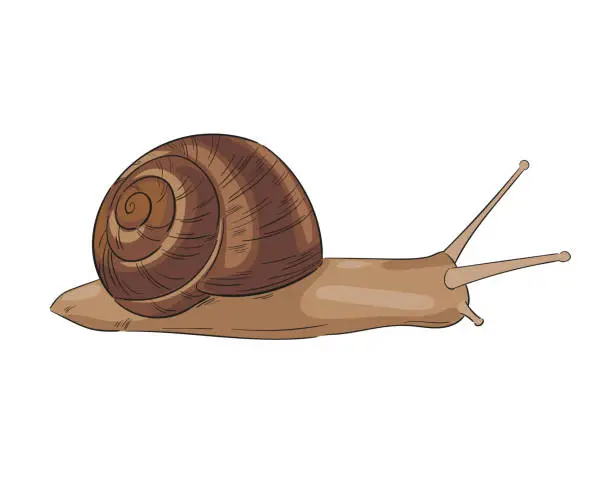 Vector illustration of Sketch vector illustration of garden snail isolated on white background.