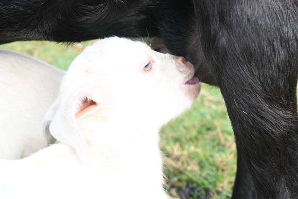 Goat feeding his baby. Cute Baby goat drinking milk. cattle Farming or husbandry concept. Indian black Bengal goat and his baby. Goat kids.