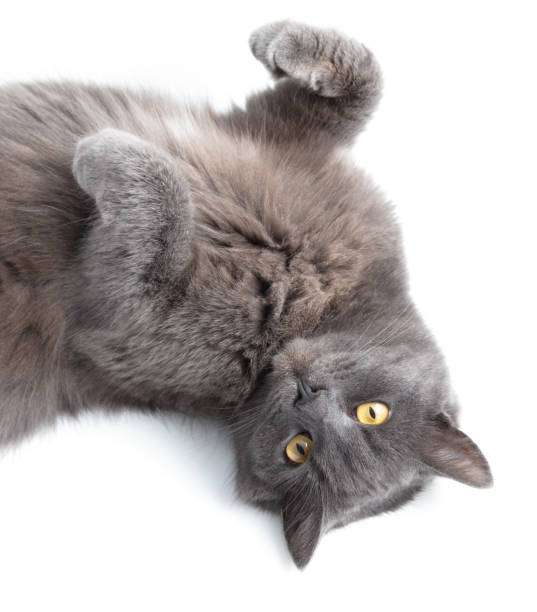 istock Gray cat lies on a white background 2009783341