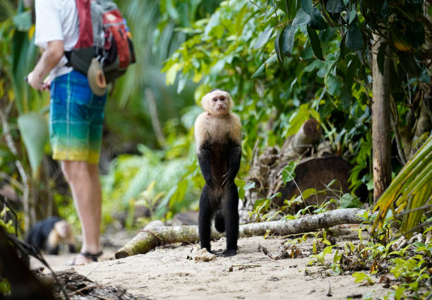 Capuchin monkey on the path, tourists in the background. Costa Rica