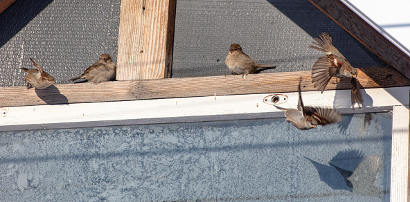 Sparrows bask on the roof of a house.