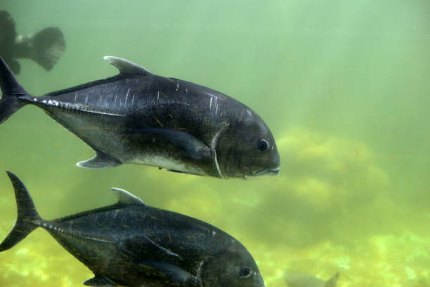 istock Giant trevally fish in aquarium water 2009787596