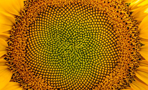 istock Beautiful fully bloomed sunflower in the farm 2009801519