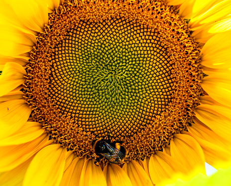 In New Zealand, sunflower start blooming at start of Summer and ends at early Autumn