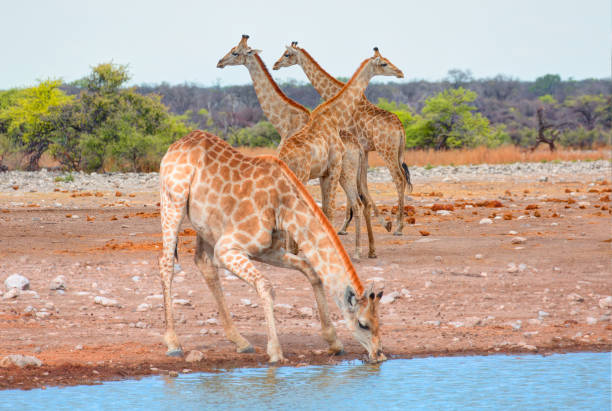 Southern African Giraffe visit a watering hole - Etosha National Park, Namibia