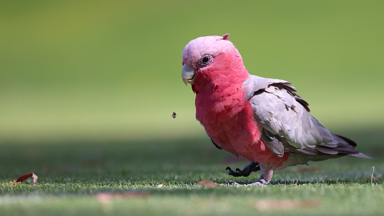 Photo of Galah (cockatoo) walking around on a green cricket outfield, pulling out and feeding on juicy new grass growth