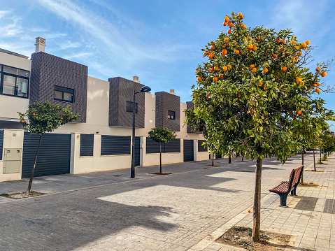 Young orange tree in new modern neighborhood in the city of Valencia, Spain