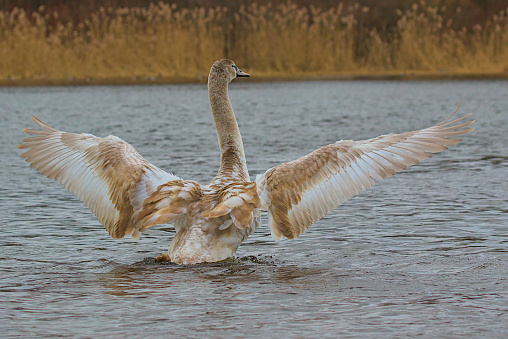 A young swan shows off its wingspan. A large bird stands vertically on the water. Romantic portrait of a magnificent swan. Wildlife scene. Close-up.