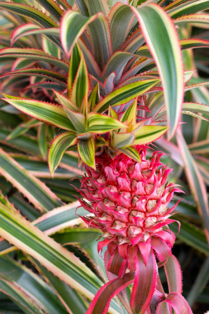 istock Red pineapple plant in the garden 2009836223