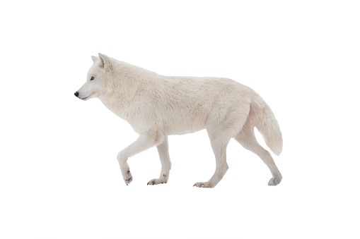 polar walking wolf isolated on white background