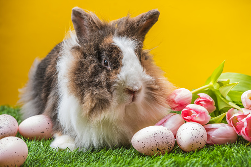Rabbit with long hair among pink tulips and Easter eggs.