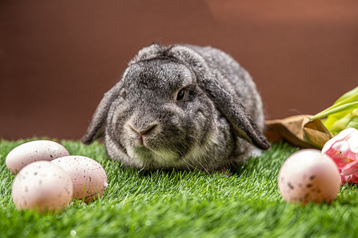 A domestic rabbit rests on the grass surrounded by pink Easter eggs.