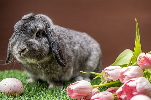 A domestic rabbit rests on the grass on brown background.