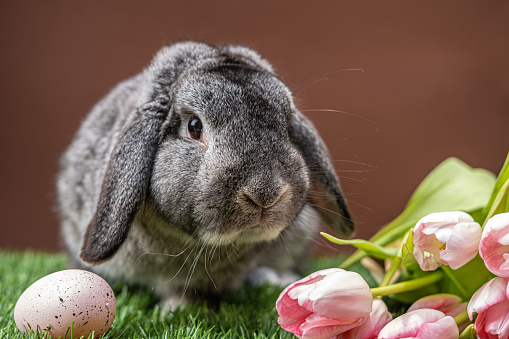 Domestic rabbit among tulips.