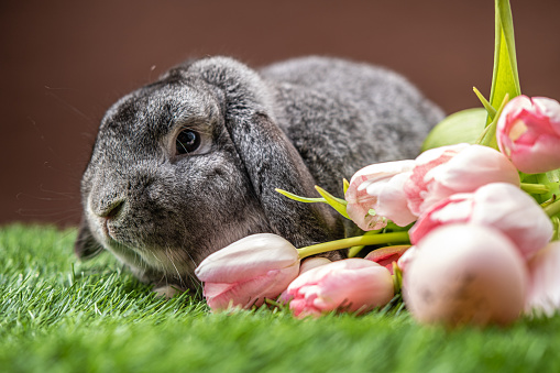 Domestic rabbit among tulips.