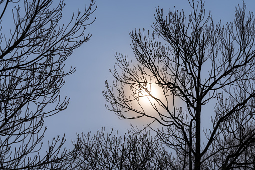 Germany, Berlin, January 18, 2024 -Bare trees at winter against sky and sun, Berlin Zehlendorf