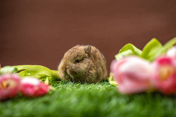 Cute brown rabbit on a brown background. One month old rabbit.