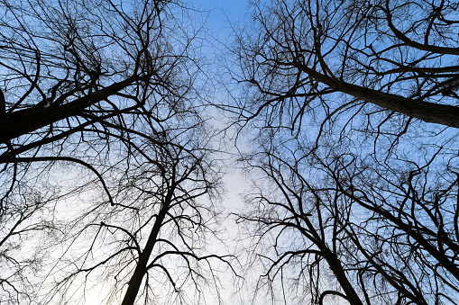 Germany, Berlin, January 17, 2024 - Low angle view of bare trees against sky, Berlin Zehlendorf