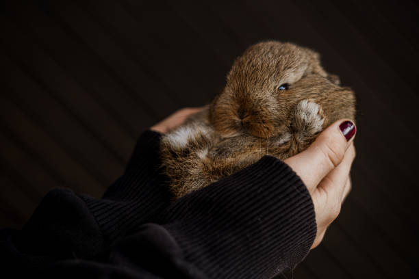 The little girl is holding a little bunny in her hands.