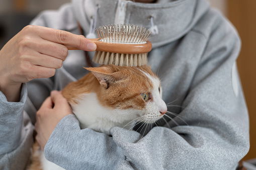 Owner brushing his cat