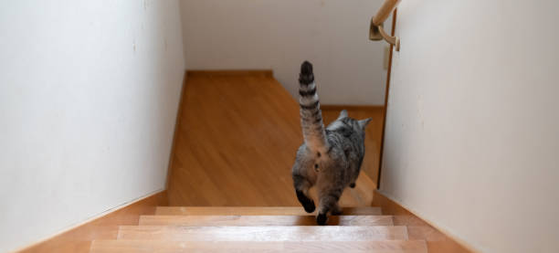 istock Rear view of a cat going down the stairs 2009891893