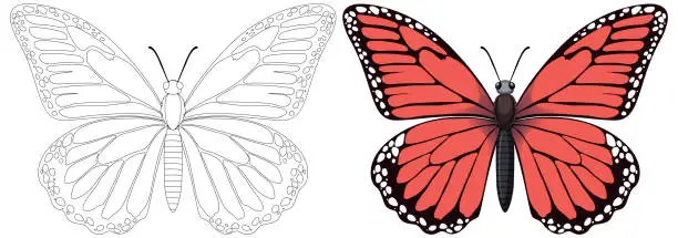 Vector illustration of Colorful and line art butterfly illustrations side by side.