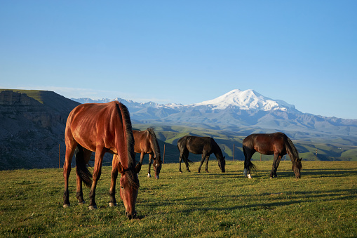 Horses graze freely amidst majestic mountains and lush green meadows. Against the backdrop of vibrant summer sky, herd roams, embodying beauty of rural life