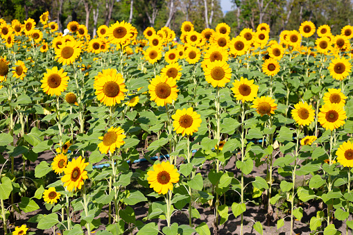 Sunflower field, Beautiful summer landscape.