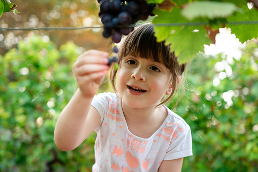 A happy little girl is picking grapes in a vineyard during a summer day.