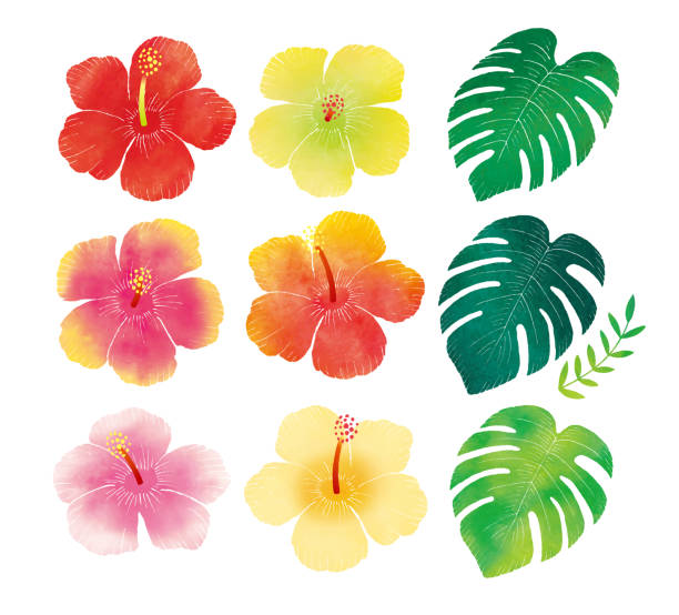 ilustraciones, imágenes clip art, dibujos animados e iconos de stock de acuarela de iconos de hibisco y monstera - guam