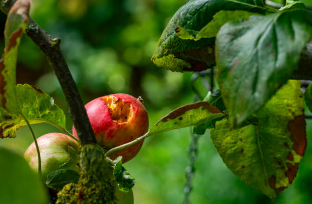 danos causados pela vespa em uma maçã em uma árvore. - rotting fruit wasp food - fotografias e filmes do acervo