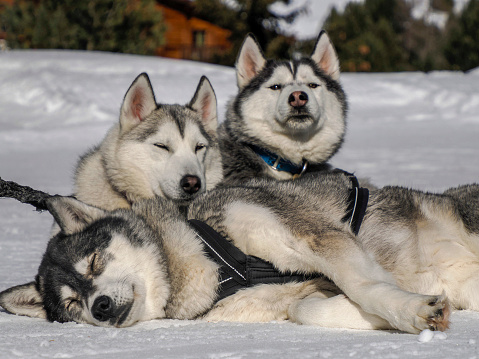 Sleddog with husky dogs resting in snow mountains white background in dolomites on sunny day