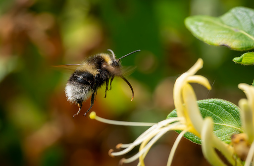 A side view of a honey bee pollinating a purple flower.