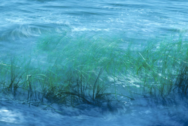 scenic background of reed grass in blurred motion with wind and symbolized sea