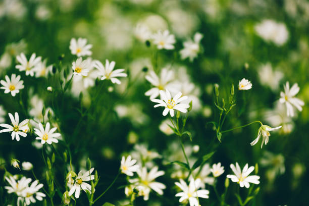 istock Chickweed lanceolate. Stellaria holostea L.. White spring flowers in the forest 2009913810