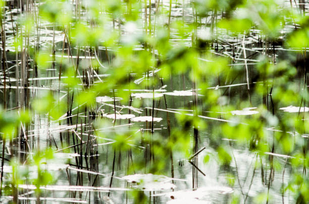 caniço refletindo na água em estrutura harmônica e pontos de planta borrados verdes em primeiro plano - reedgrass - fotografias e filmes do acervo
