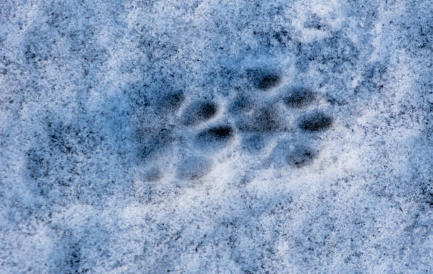istock Cat footprints in the snow as a background 2009922795