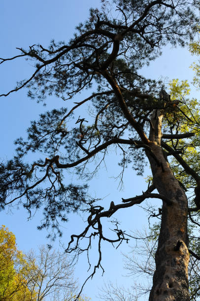 istock Big old pine tree in Sofievsky park against the sky, Uman 2009925531