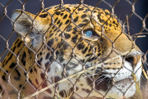 A closeup shot of a jaguar gazing through a fence