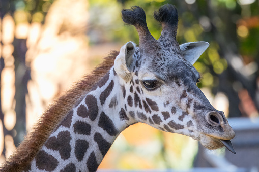 Close-up of a giraffe playfully extending its tongue