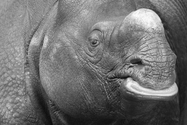 istock Grayscale portrait of a rhinoceros 2009926581