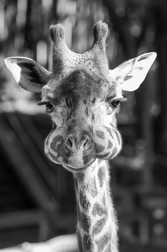 A funny portrait of a giraffe making eye contact with the camera