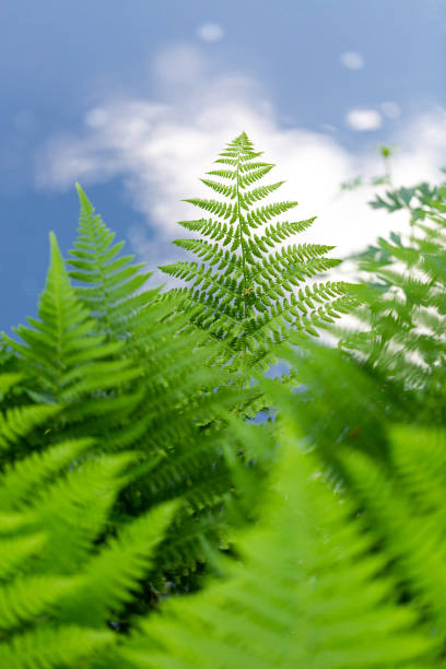 Intricate fern fronds shown against a blue sky, with copy space