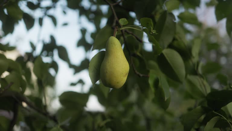 A ripe pear on a branch in an autumn garden at sunset