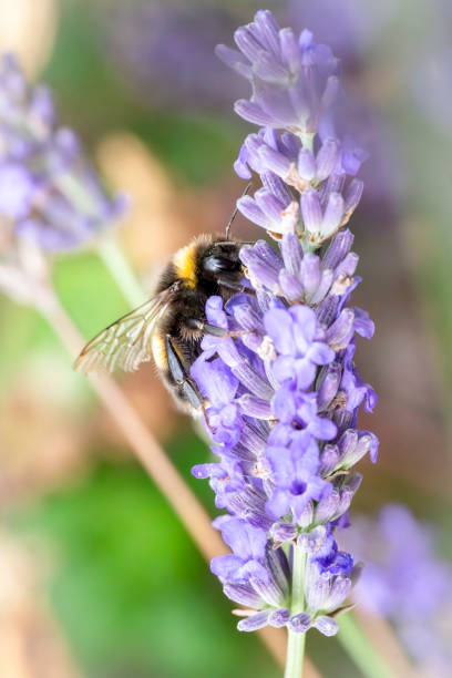istock Bumblebee on a lavender flower 2009935633